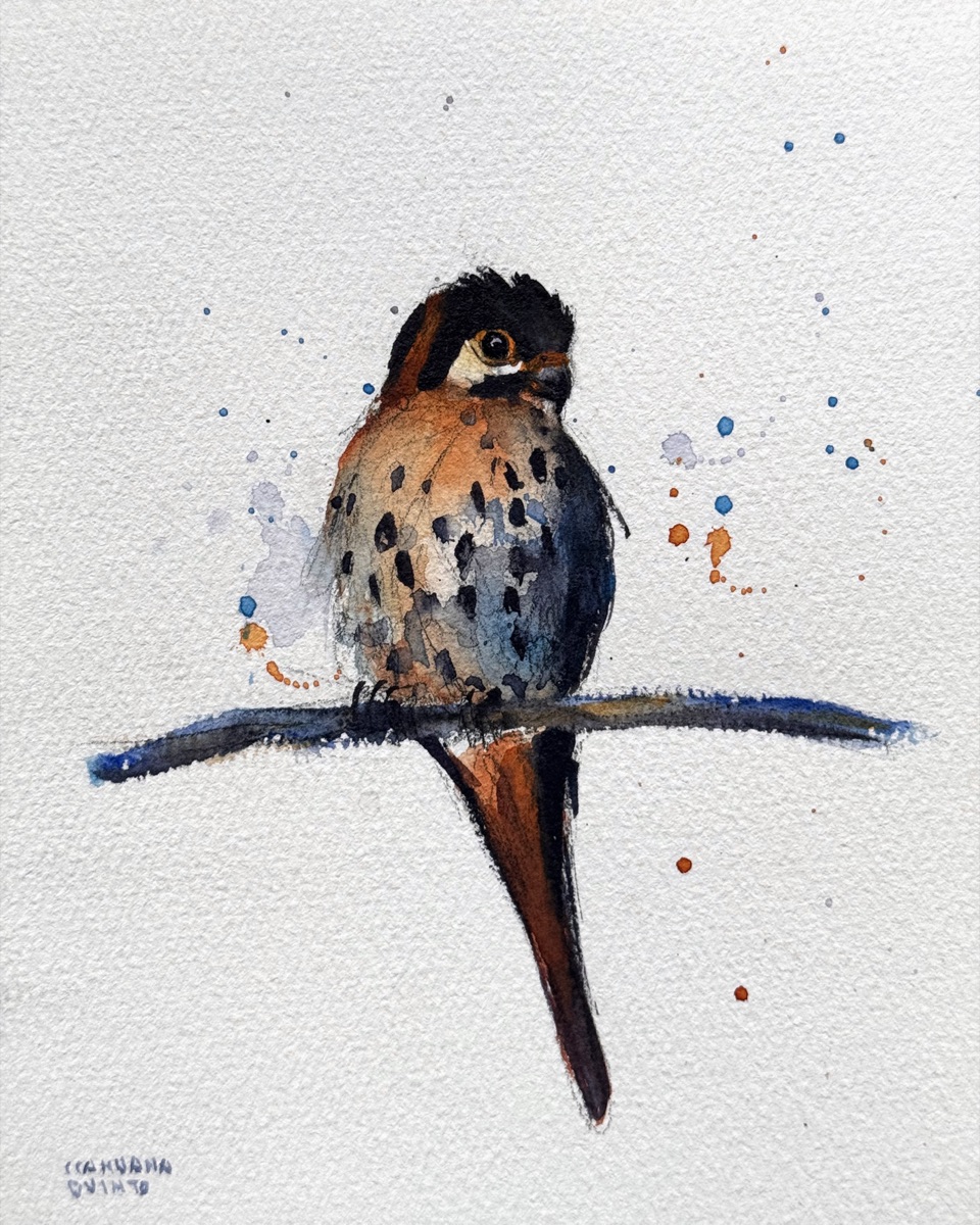 A kestrel hunched on a slate-blue branch, the buff breast spotted black and the face marked with the falcon’s double moustache.