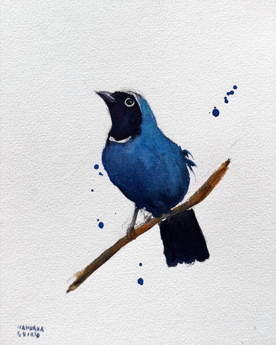 A white-collared jay of the Andean cloud forest — deep blue, black-faced, with a white crescent beneath the eye — looking up from a bare diagonal branch.