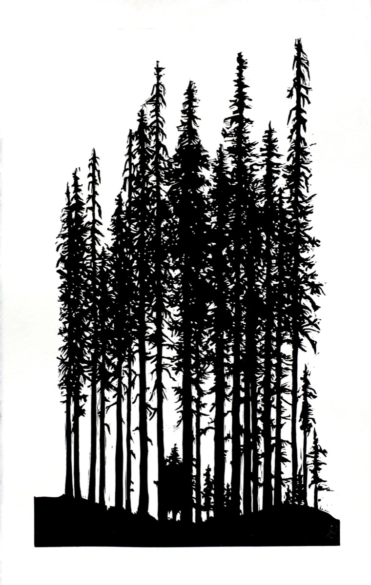 A stand of tall conifers in dense black silhouette against bare white, their trunks rising from a solid band of ground, a few small saplings between them.