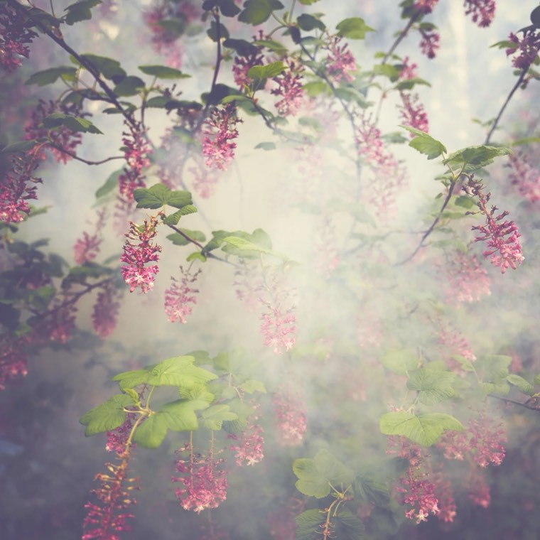 Red Currants by Mark Peter McKnight