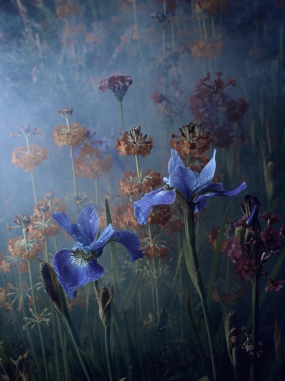 Twilight Garden by Mark Peter McKnight