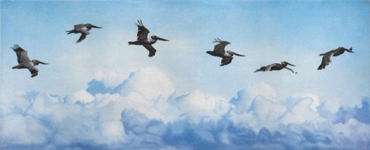 Pelicans by Stephen McMillan