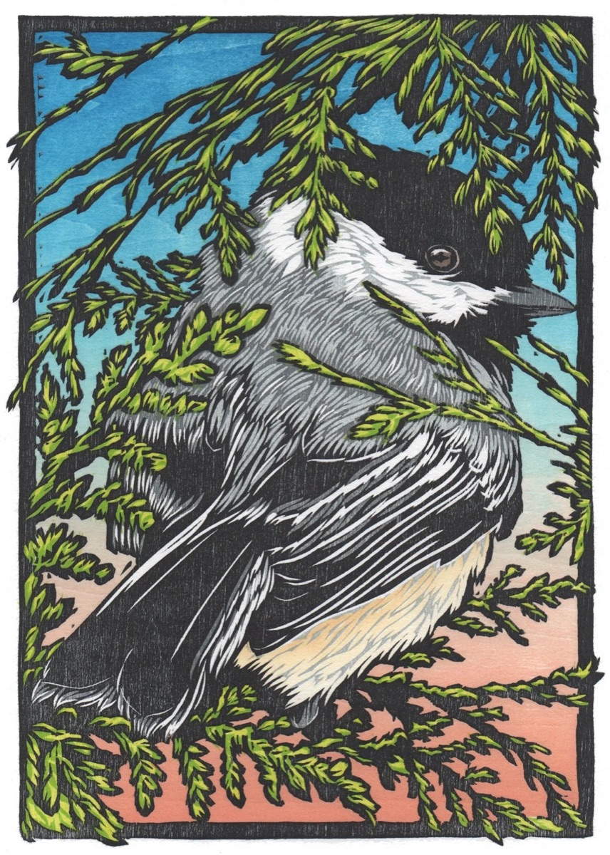 A black-capped chickadee fluffed up against the cold among drooping cedar fronds, one bright eye catching the light, the sky behind it grading from blue through pale green to a rose dusk, all held inside a rough black keyline.